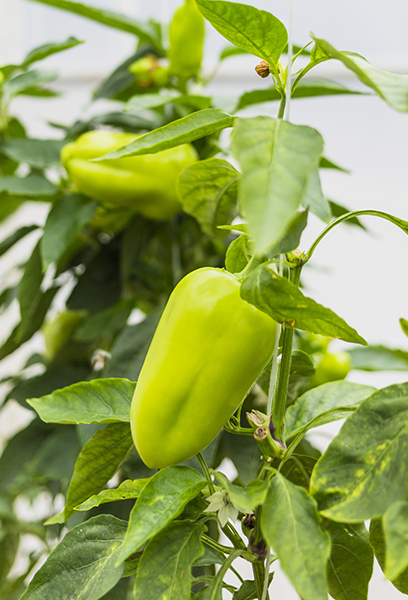 b-pepper